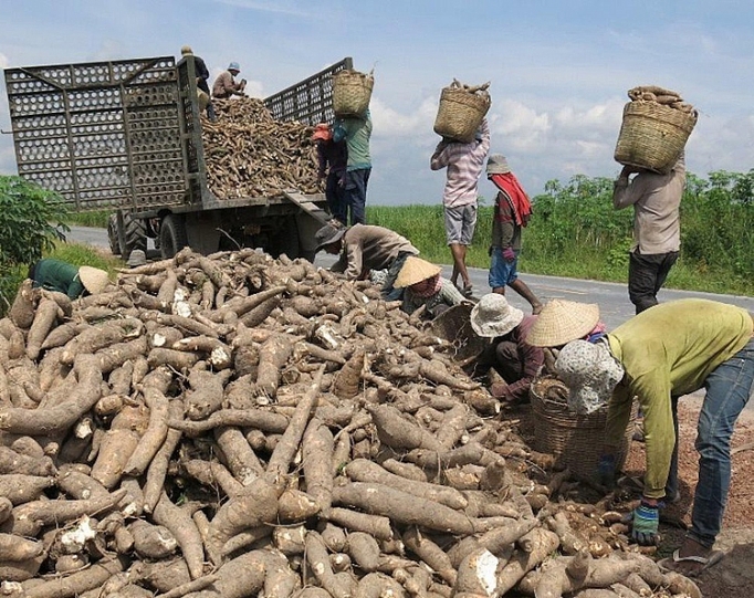 Sliced cassava exports increase sharply after COVID-19