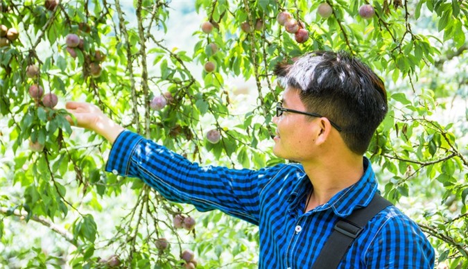 Plum season in mountainous area
