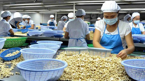 Cashew exports earn over USD960 million in 4 months