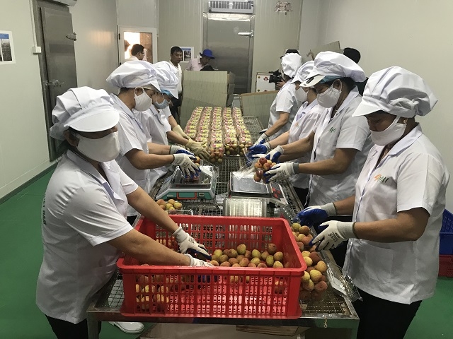 Hai Duong exports first batch of litchi