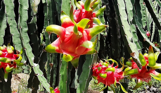 Vegetable export to Thailand increases by over 244