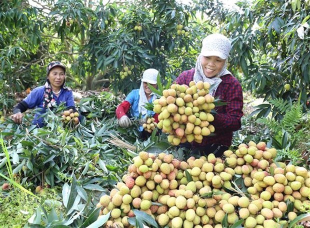 German newswire Vietnam upbeat about economic recovery