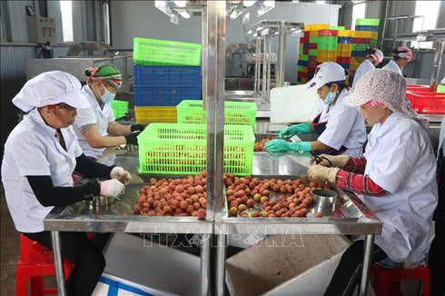 Hai Duong exports first batch of fresh lychees to Japan