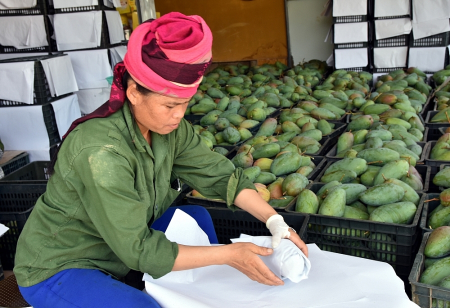 Vietnamese goods appeal to CPTPP market