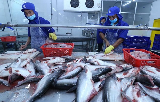 Tra fish exports plummet 39 pct in first five months