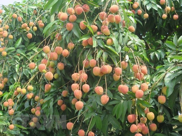 Vietnamese “Golden Lychee” arrives in Australia