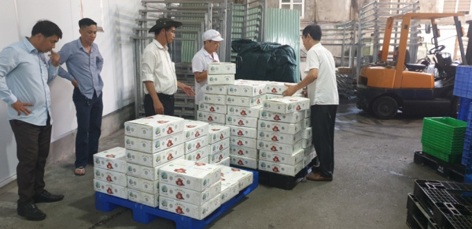 Hai Duong exports first batch of fresh lychees to Japan