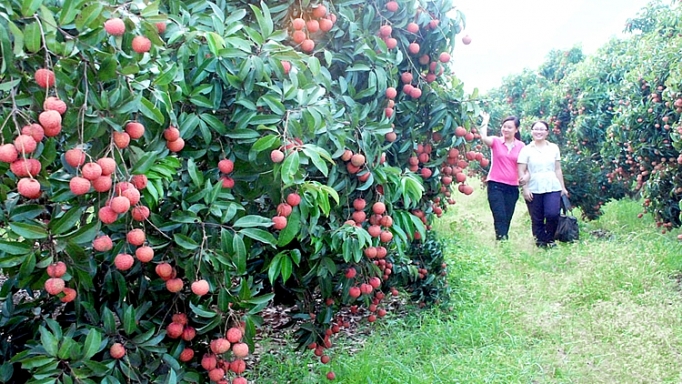 Japanese experts poised to inspect Luc Ngan lychee exports