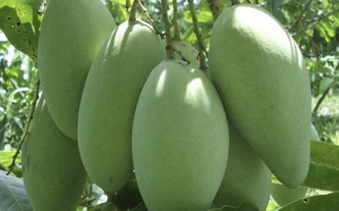 About 5,000 tonnes of mangoes in Son La province exported to China