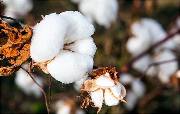 India looks to boost cotton exports to Vietnam