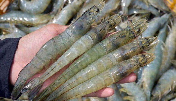 Seafood shipments to EU to enjoy zero tariff from August