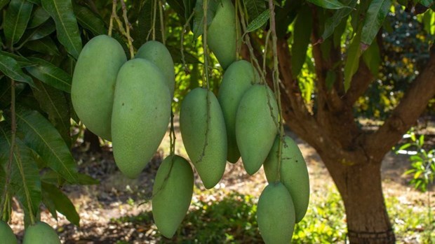 Vietnamese green mango exports to Australia double in H1