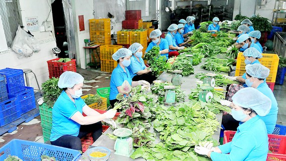 Ho Chi Minh city Cooperative economy expected to contribute 0 6 to GDP