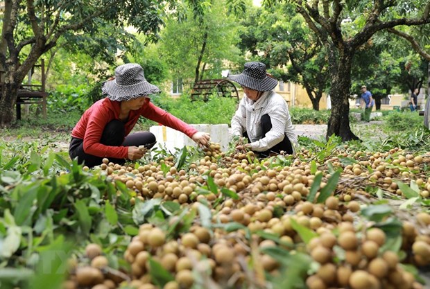 Webinar explores longan export opportunities
