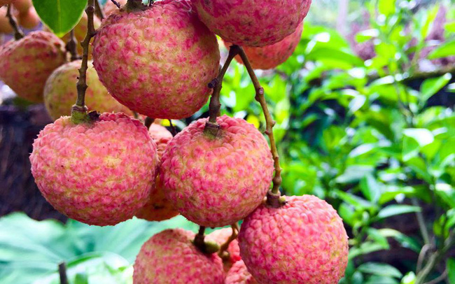 7-month fruit and vegetable exports fetch nearly USD2 billion