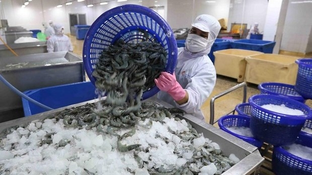 Vietnam’s shrimp exports to EU increase sharply
