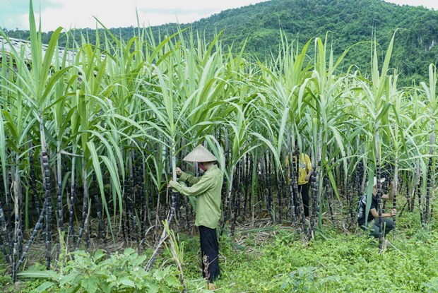 Vietnam initiates anti-dumping investigation on sugar imported from Thailand