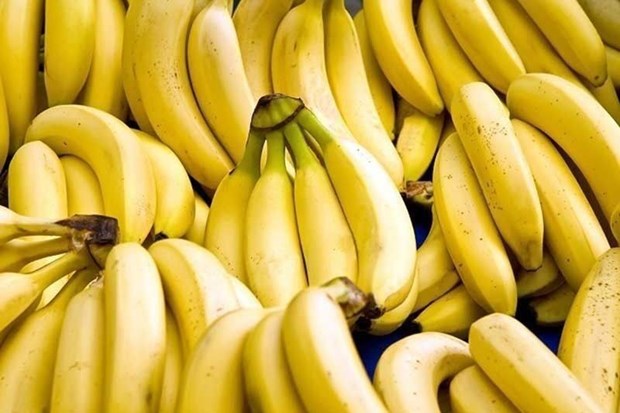 Philippines may lose in banana export race