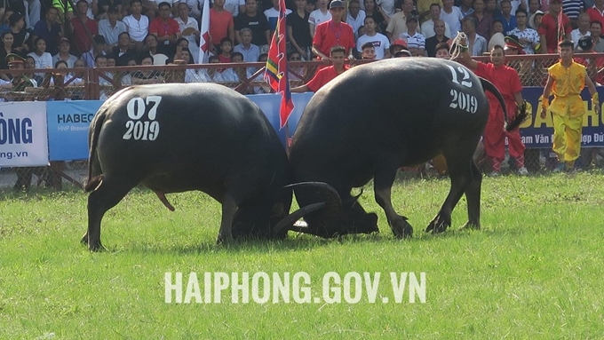 Do Son traditional buffalo fighting festival cancelled