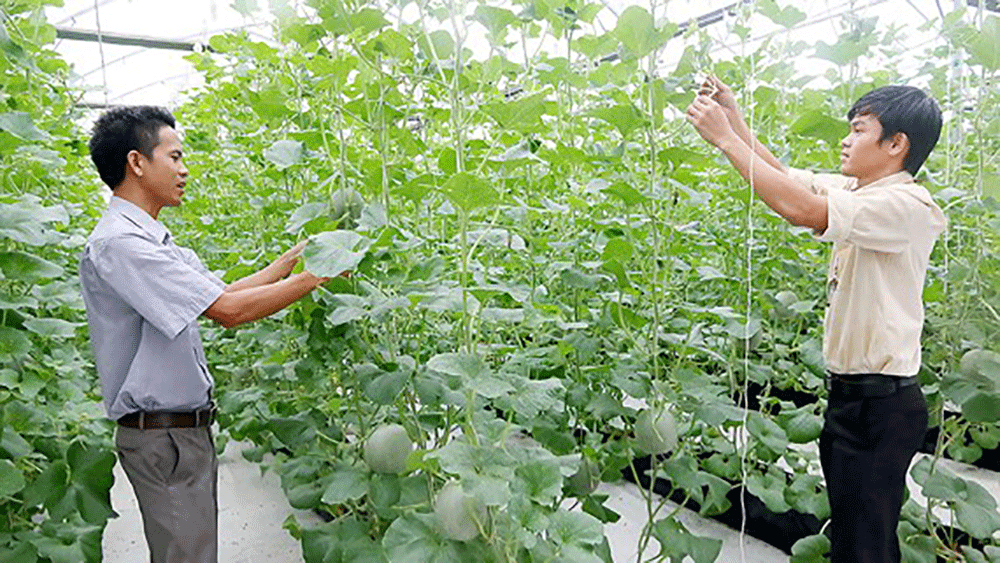 Ho Chi Minh City strives to have 56 communes recognized advanced new-style rural areas