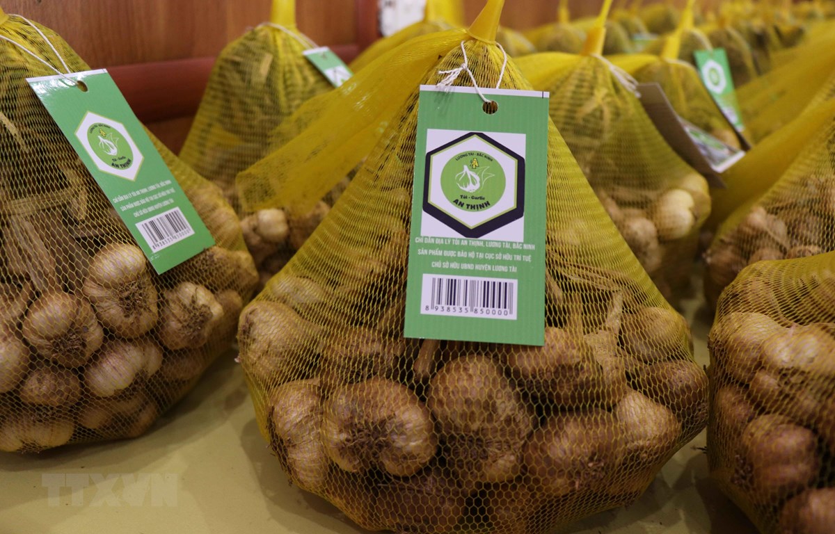 An Thinh garlic receives certificate of geographical indication