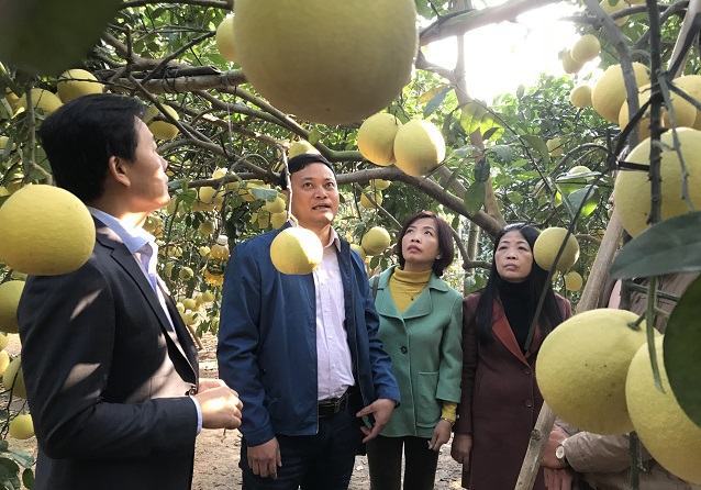 Hanoi’s fruit area increases by 39