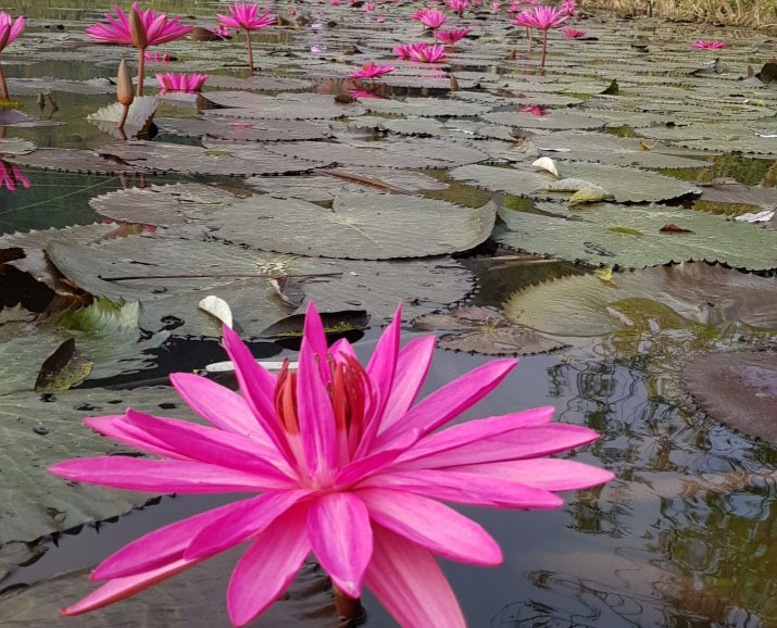 Lilies bloom on Yen Stream at Huong Pagoda