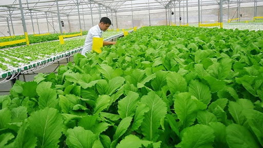Vietnam s organic agricultural products appear in 180 countries