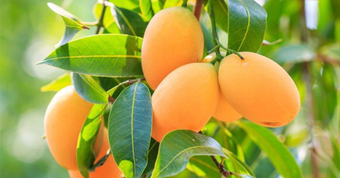 Vietnam’s mango exports to US increases