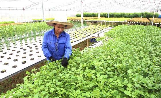 Central localities resume agricultural production after floods