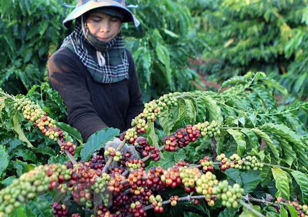 Vietnam exports over 1 7 million tonnes of coffee in 2020
