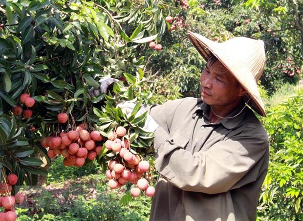 Export target of over 41 billion USD within reach Agricultural sector