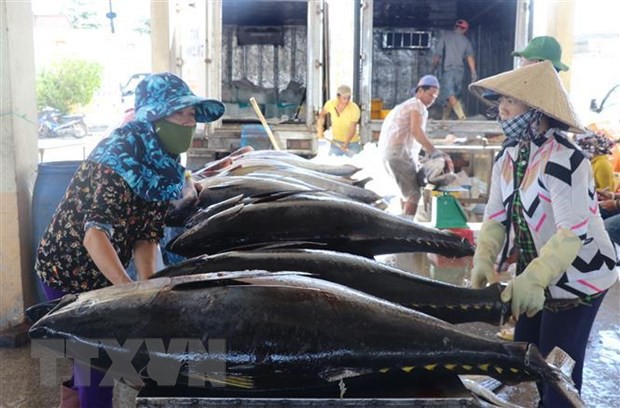 Tuna export sees increase of four to five fold