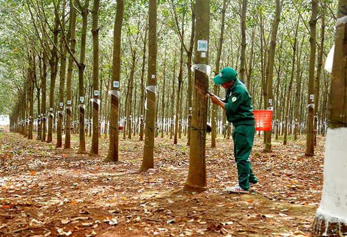 Rubber export estimated at 2 38 billion USD in 2020