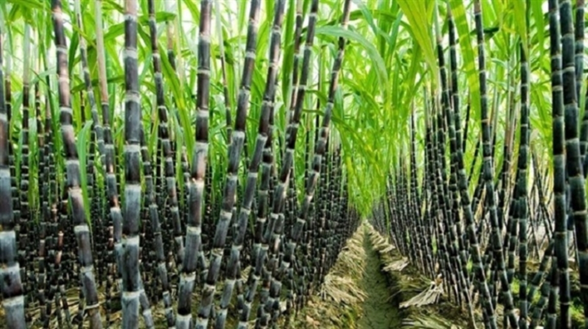 Vietnam targets 60 – 62 bln USD from agro-forestry-fishery export target by 2030