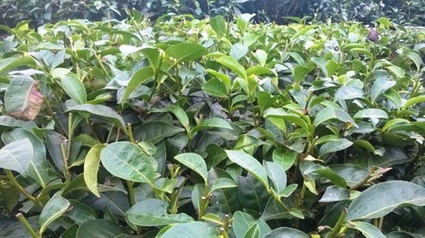 Tea exports see positive signs in first 2 months