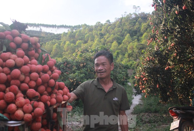 Japan grants GI protection to lychee in Bac Giang