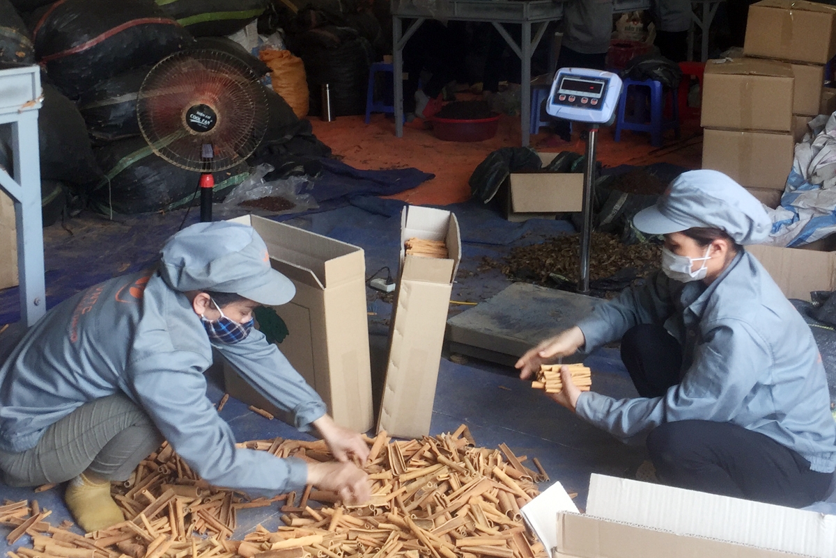 Lao Cai’s cinnamon products exported to nine countries