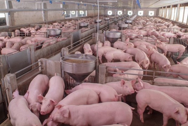 Russia becomes largest pork supplier to Vietnamese market