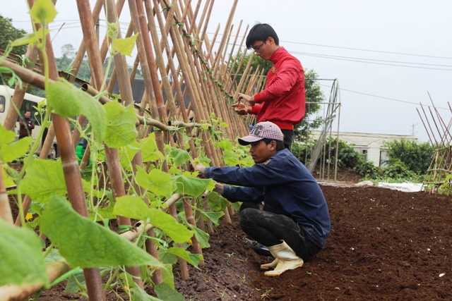 Hanoi focuses on building suitable agricultural linkage chain
