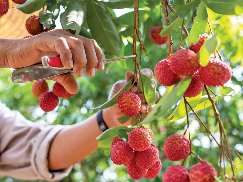Bac Giang lychee trademark protected in 8 countries