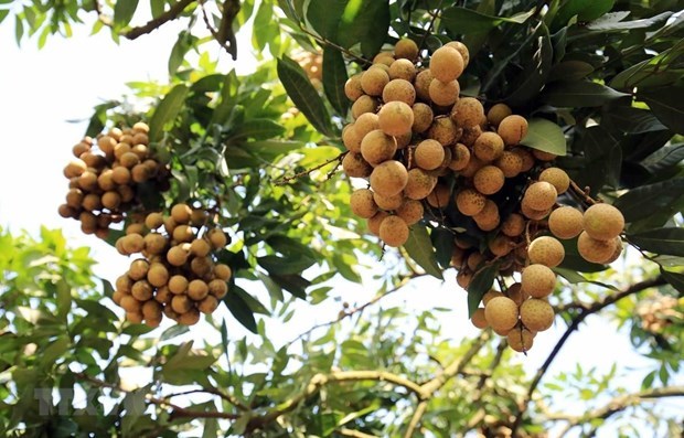 AEON eyes exporting Vietnamese longan to Asian markets