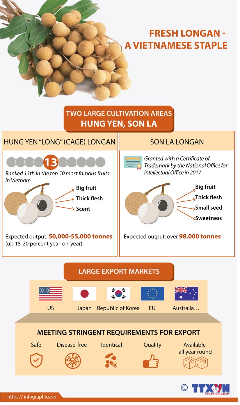 Fresh longan - A Vietnamese staple