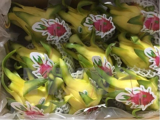 Vietnamese dragon fruit gains favour in Australia