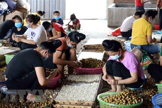Policy dialogue promotes ASEAN women s role in agriculture​