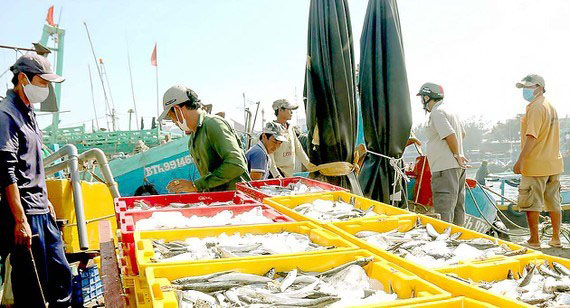 Binh Thuan fishing industry thrives amid pandemic