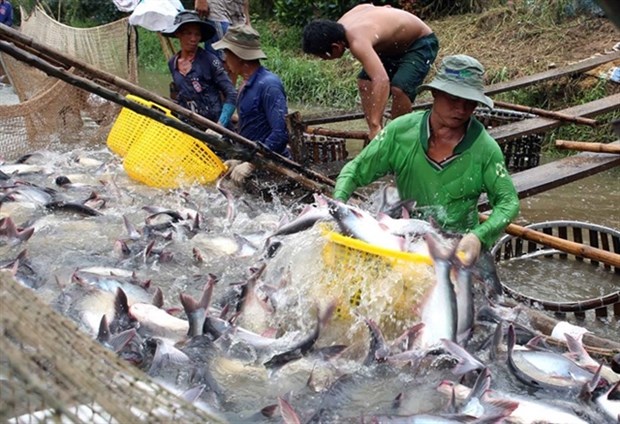 Over 20 Vietnamese basa fish exporters withdraw from EU market