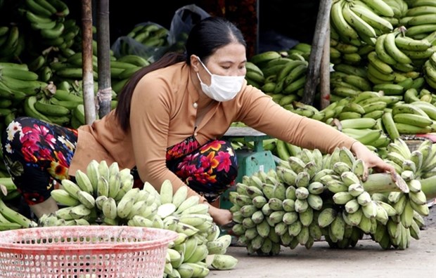 Ca Mau works to increase banana value, output