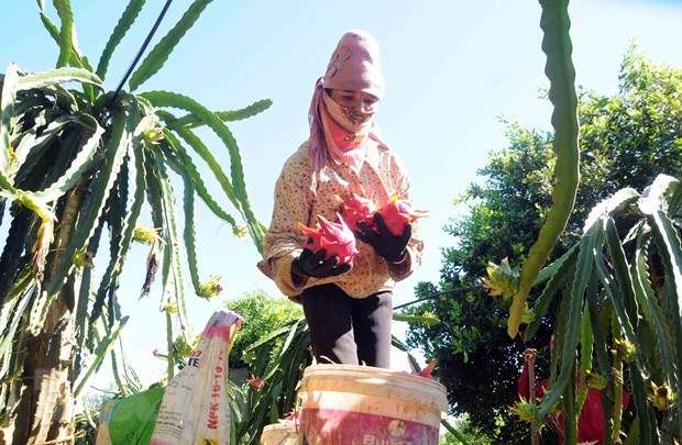 Son La exports 10 tonnes of red-flesh dragon fruit to Russia