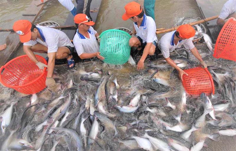 Pangasius export hits 931 million USD in 7 months